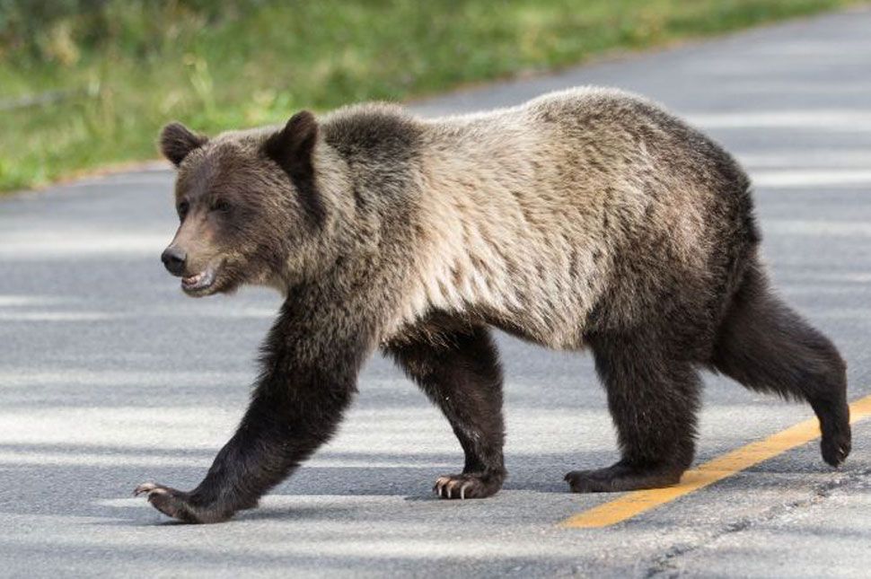 Elszabadultak a medvék