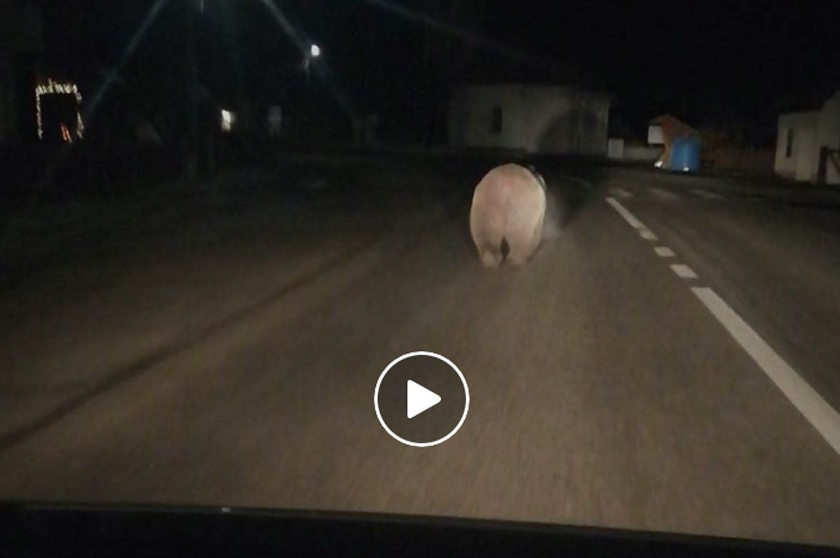 Láttad a falu között futó medvét? (videó)