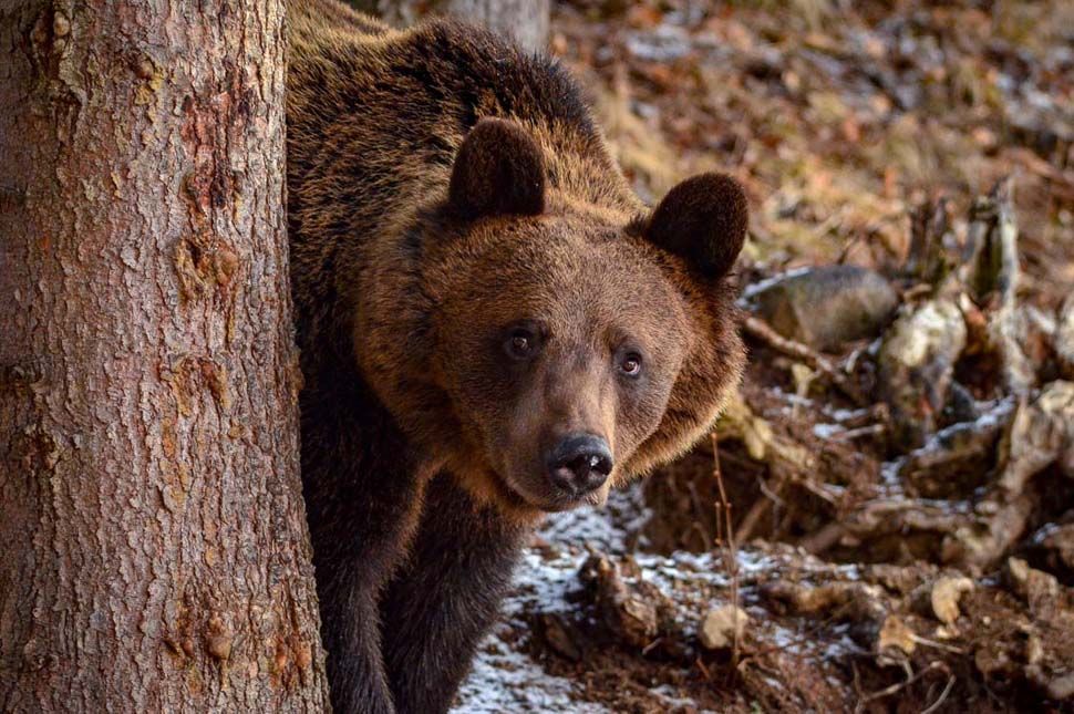 Medvetámadás a hegyekben