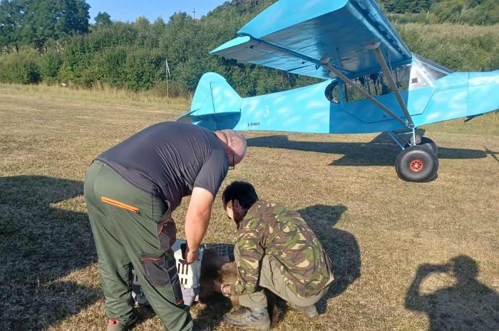 Repülőre ültették és felszállt a Templom utcai medvebocs