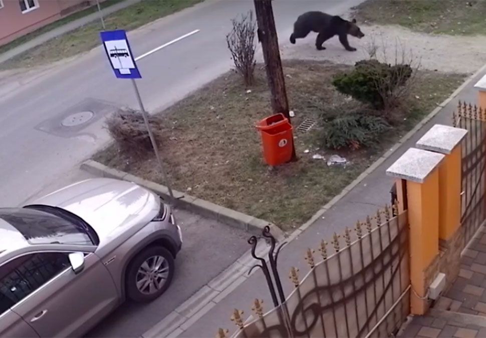 Medve szaladgált Segesvár utcáin (videó)