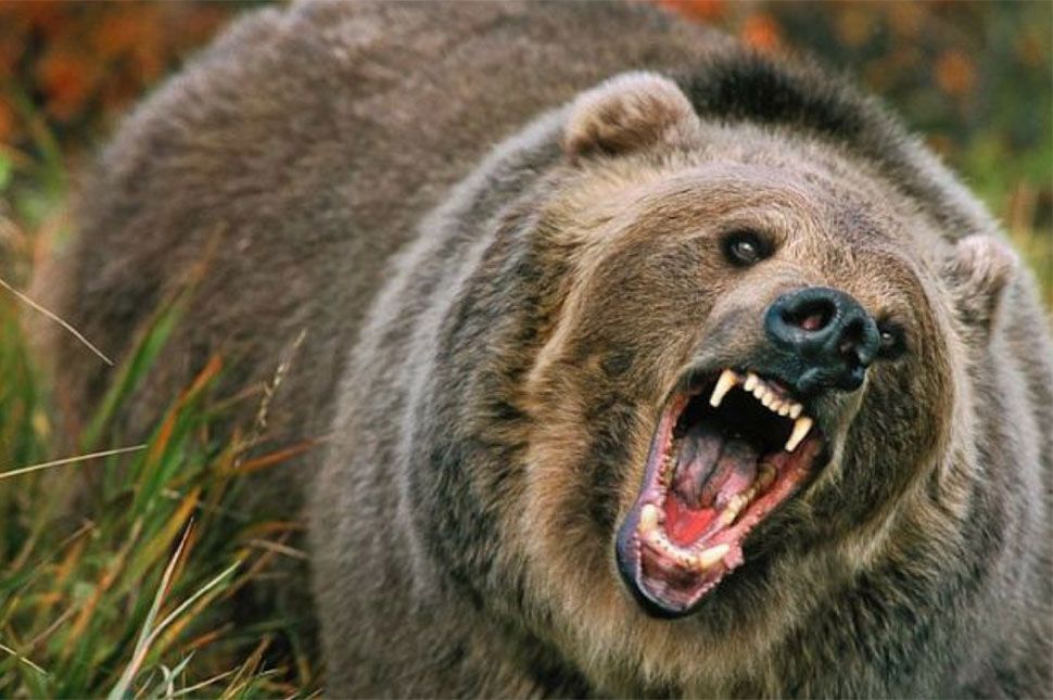 Csendőrök kergették el a medvéket