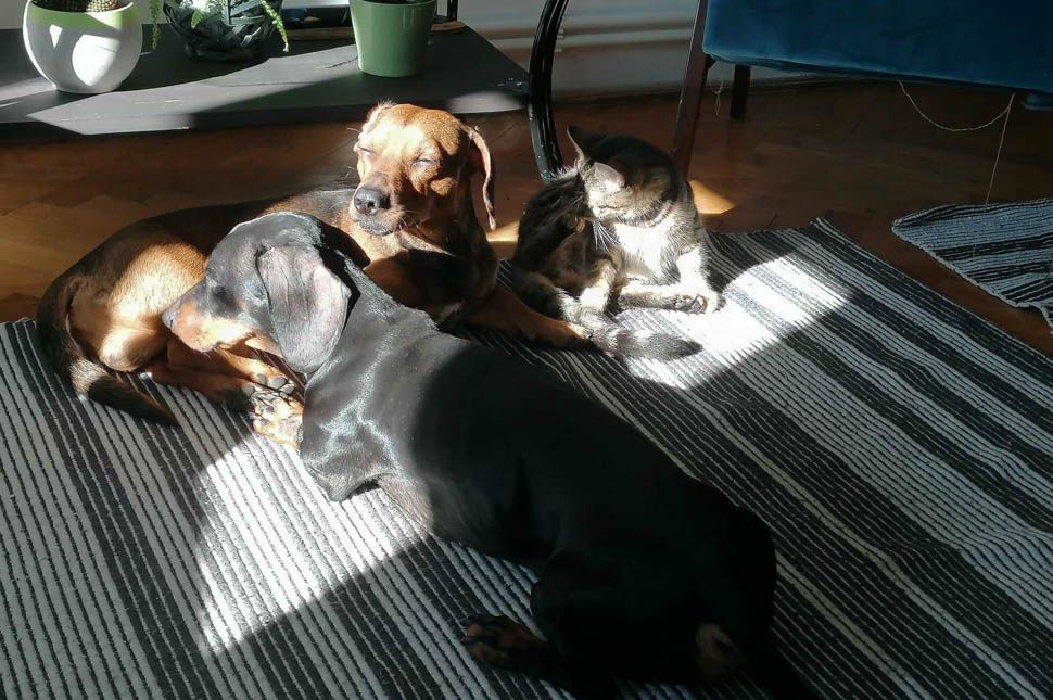 Kutya meleg lesz a hétvégén