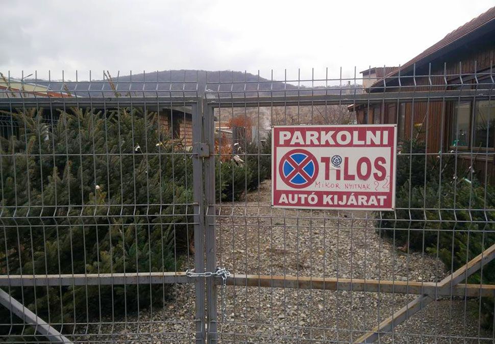 Fogságba estek a karácsonyfák