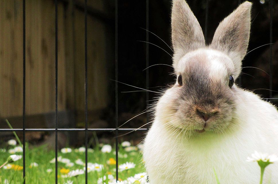 Idős ember lopott nyúlketrecet Etéden