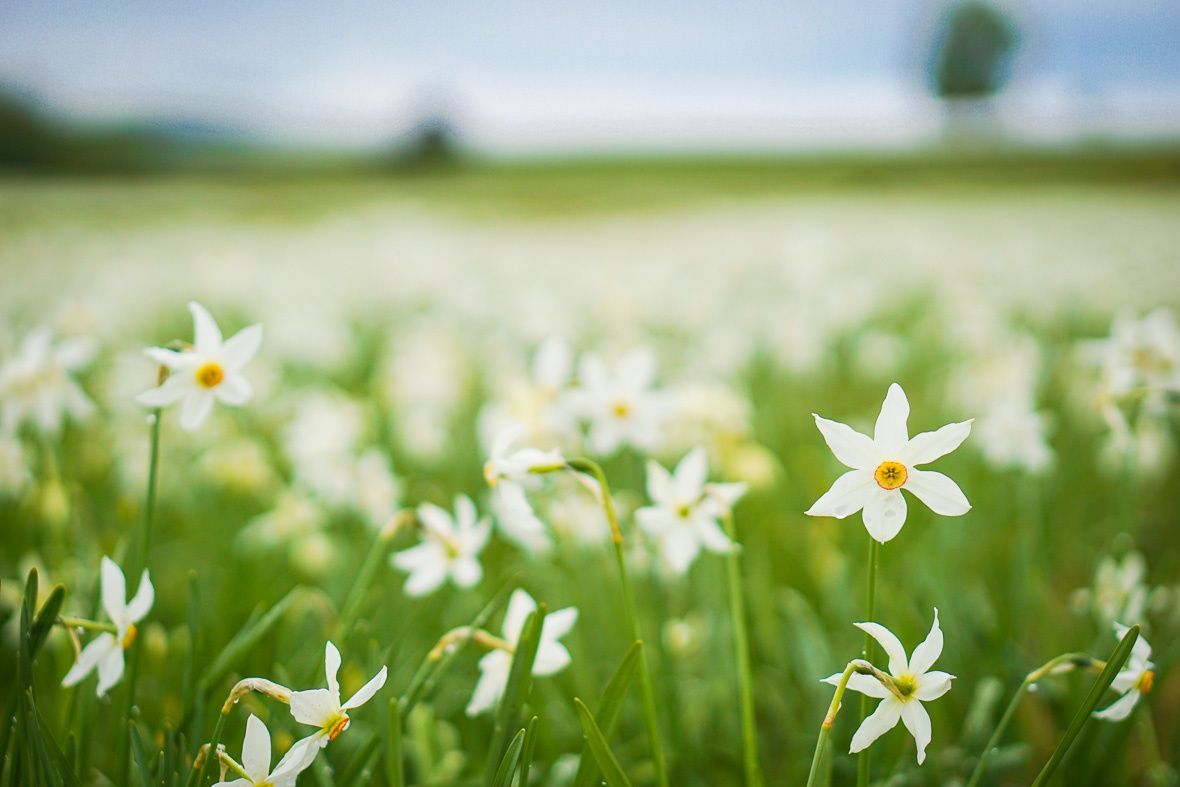 Kattints, és nyerj egy nárciszillatú kirándulást!