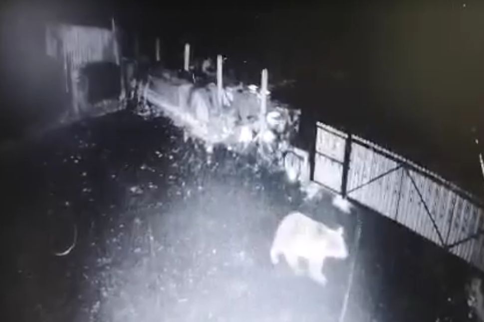Medvék tartják rettegésben Kecset gazdáit (videóval)