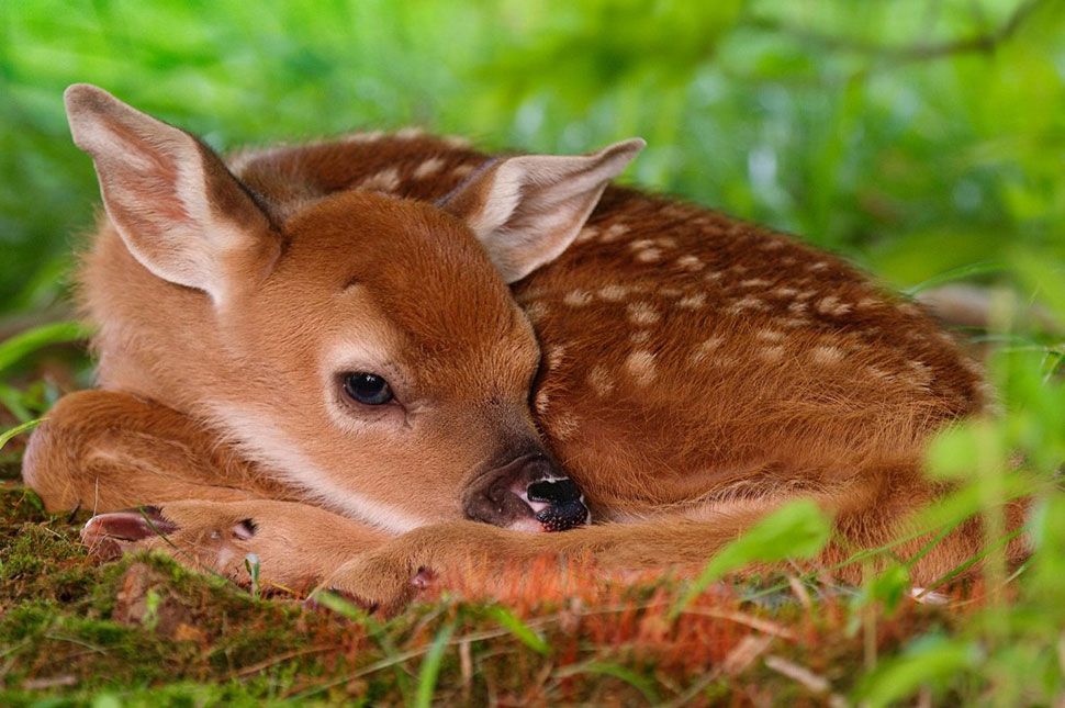 Ne tépd le, ne simogasd meg!