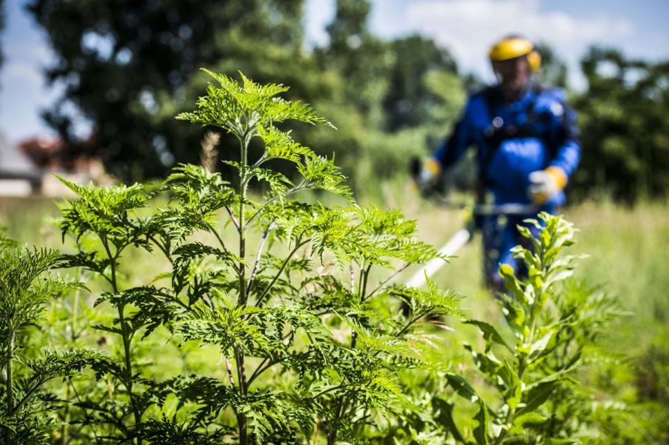 Ha parlagfüvet látnál