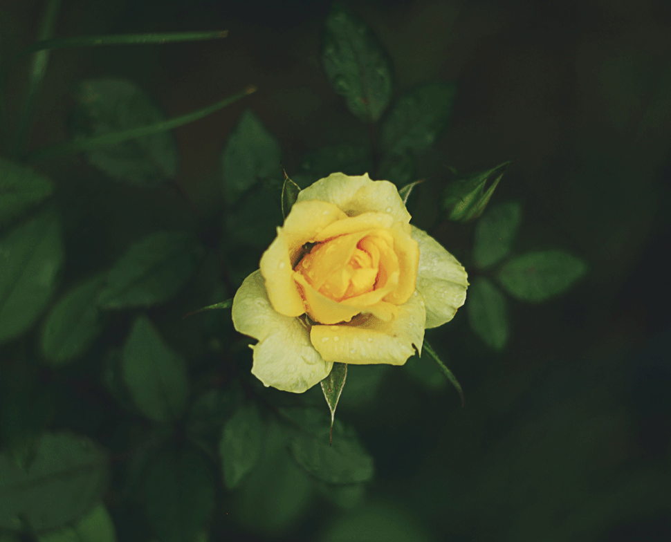 Négy kizöldült, csak egy sárgult be Udvarhelyszéken