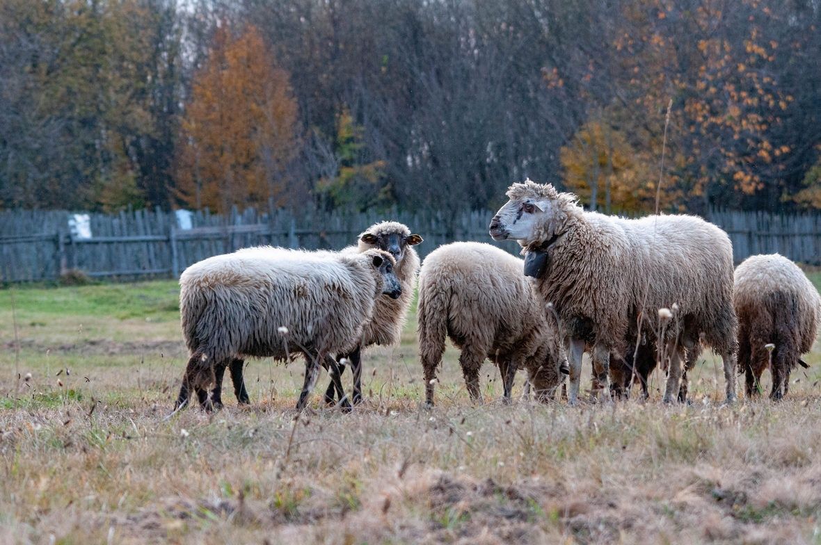 Elmarad a bárányvásár