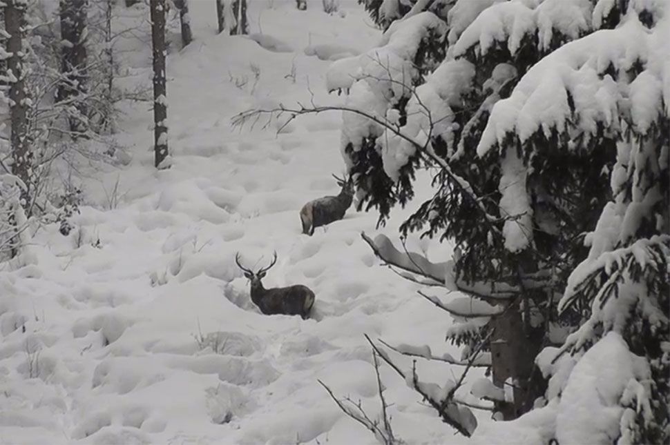 Nézd a hóban gázoló szarvasokat (videó)