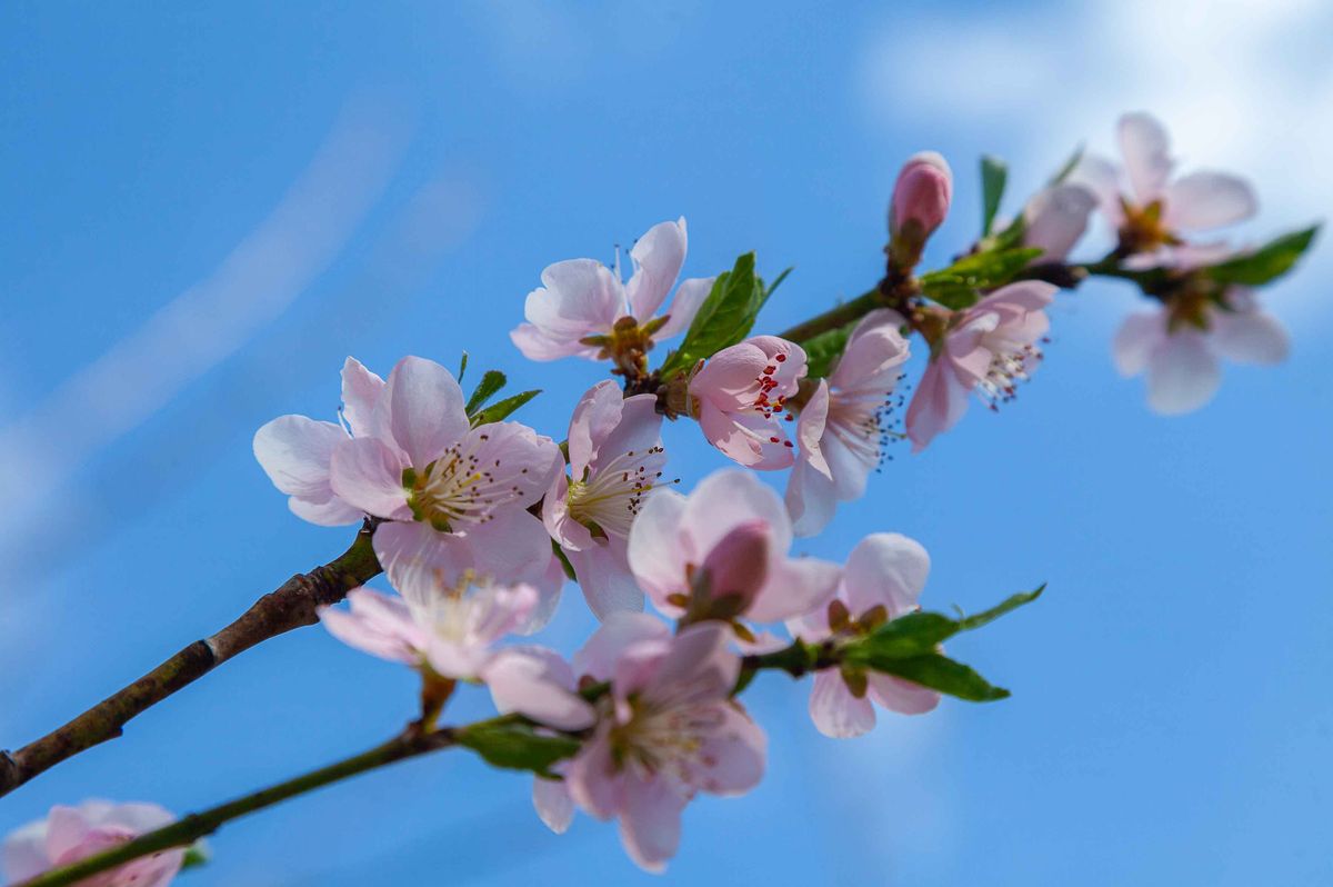 Virágosabb a napnál