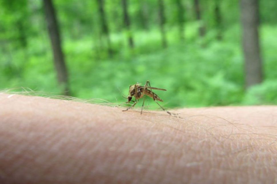 Mi ez a sok szúnyog?