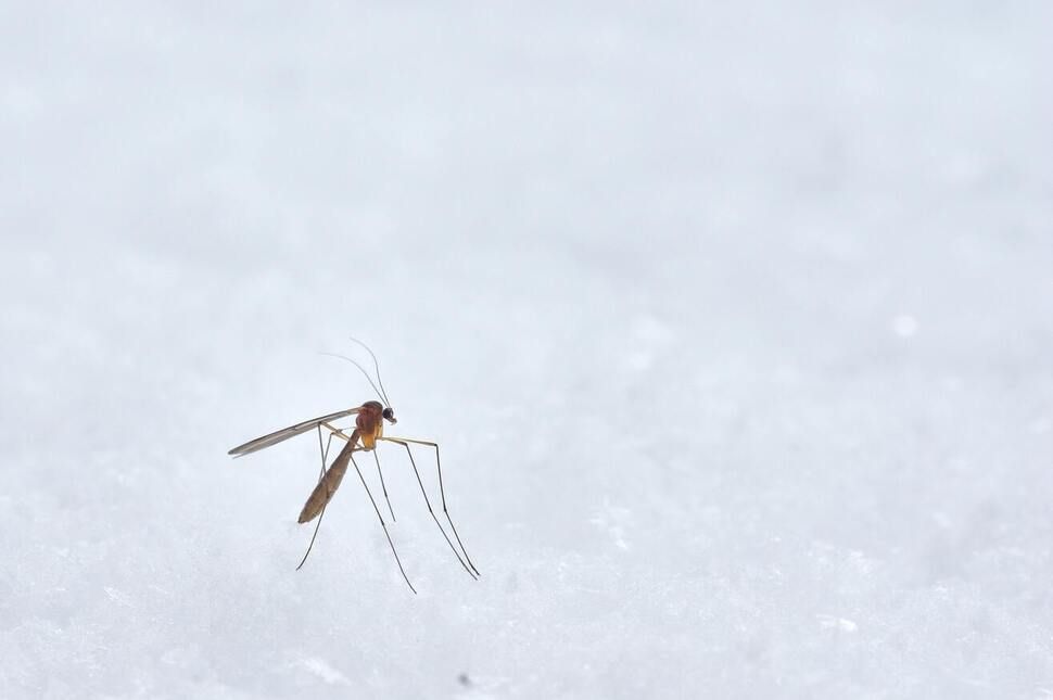 Rovarirtást végeznek a Csereháton is