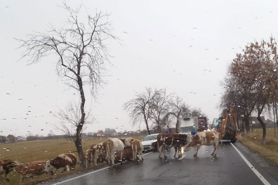 Elütöttek egy tehenet