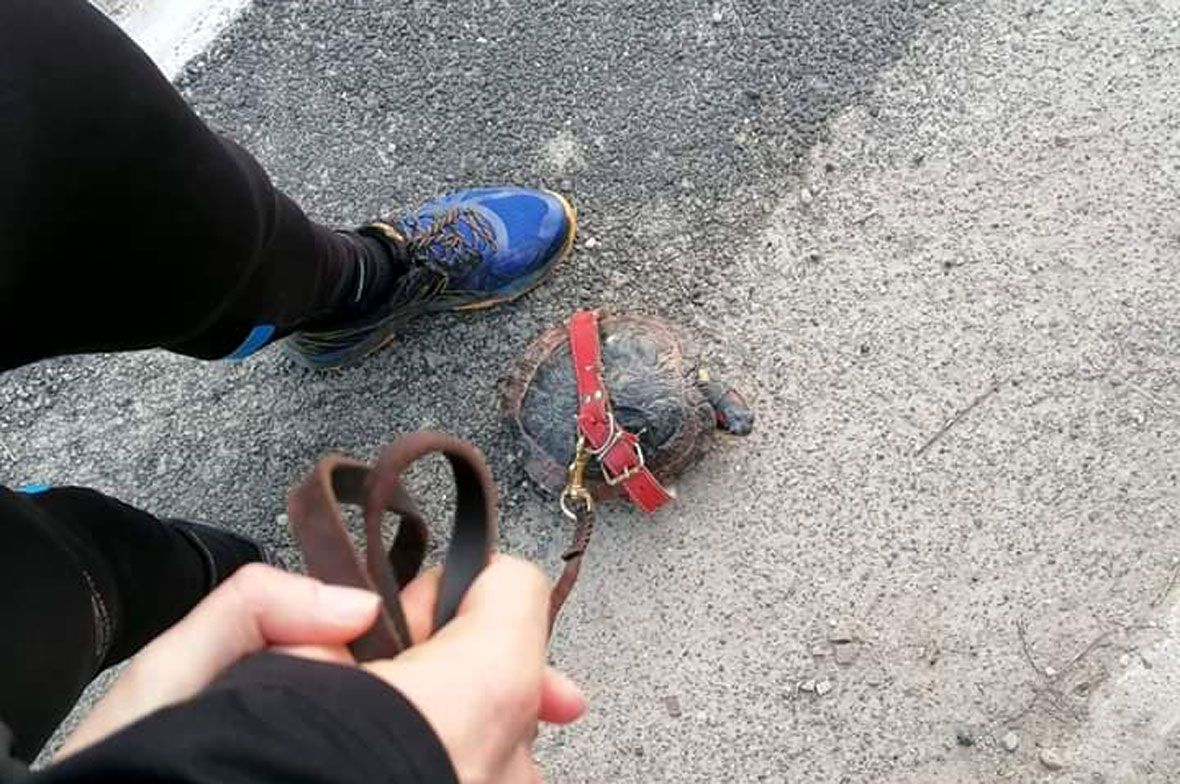 Hámivan, a teknőc nem háziállat?