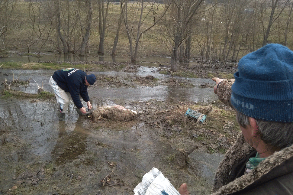 A medve, szájában egy juhommal, fut az erdő felé