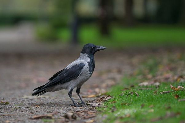 Megint lövik a varjakat, szarkákat, csókákat