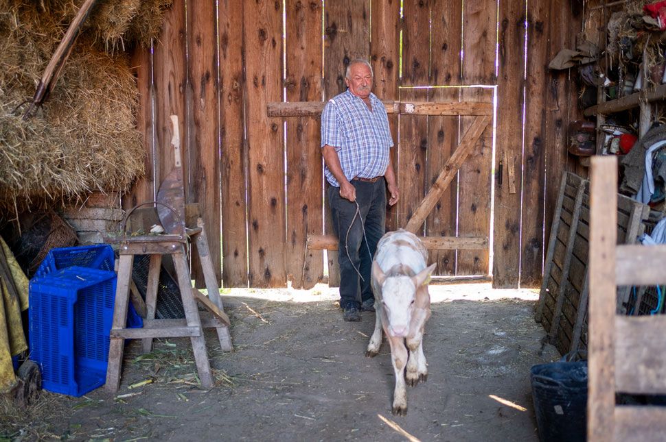 Az az állat az embernek a lelkéhez nő