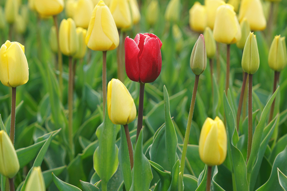 Öt udvarhelyszéki község sárga, egy piros