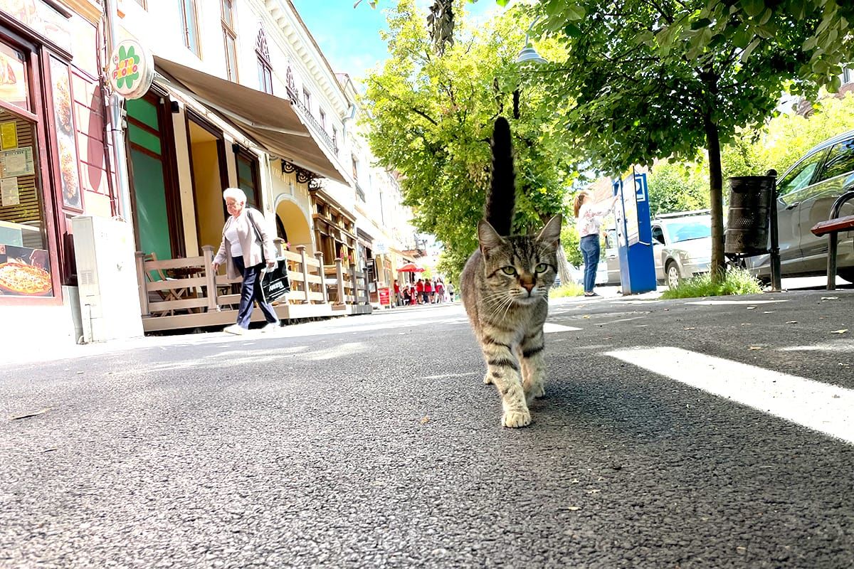 Azoknak írunk, akik nem szeretik, ha hülyének nézik őket. Te miért olvasol?