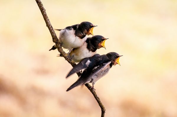 Kiss Lehel: Emlék – fecskékkel