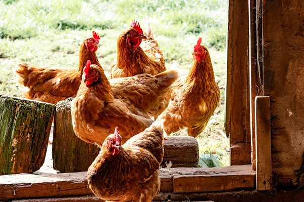 A romániai csirkehús és tojás biztonságos a fogyasztók számára