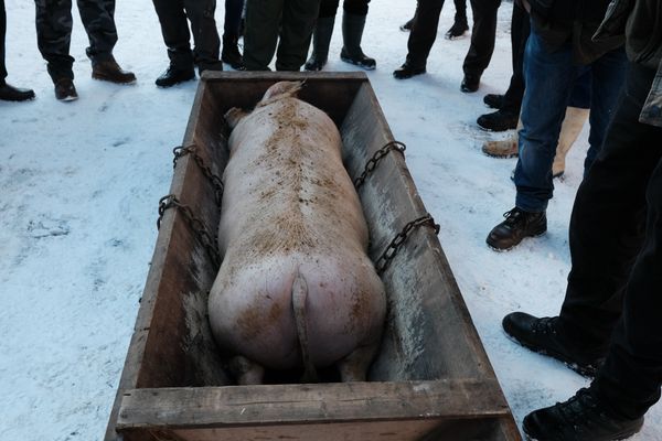A székely disznóvágás antropológiája