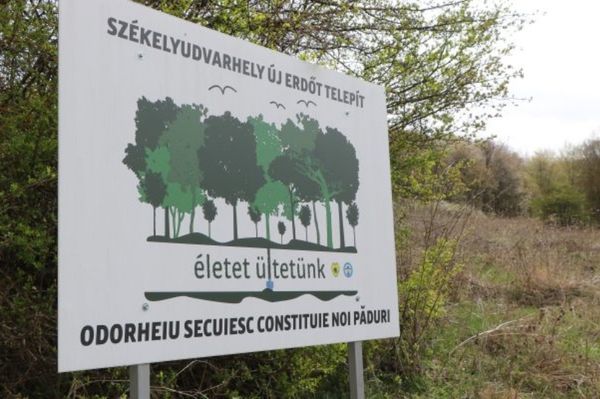 Megvolt a közbeszerzés, kezdődhet az ültetés