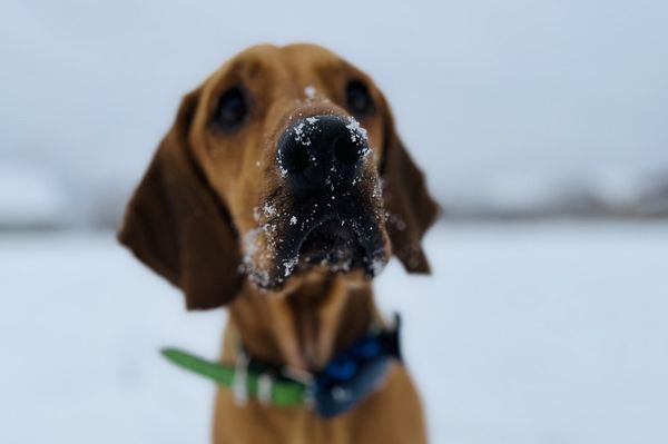 Állati Udvarhely: ismerjétek meg Tofyt, Hektort és Liót!