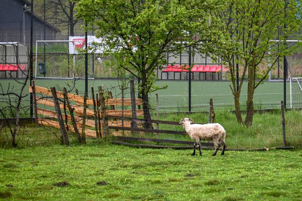 Csíkszeredának a mi pályánkra fáj a foga. Nekünk meg az ő műfüvükre.