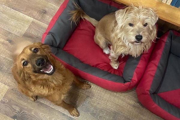 Állati Udvarhely: az örökbefogadás örök szerelem