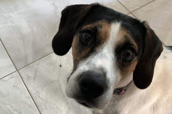 Állati Udvarhely: jó élet a kutyaélet!