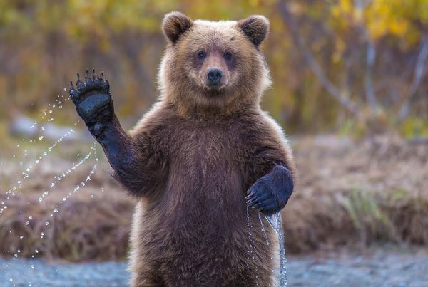 Mit csinálj, ha medvével találkozol?