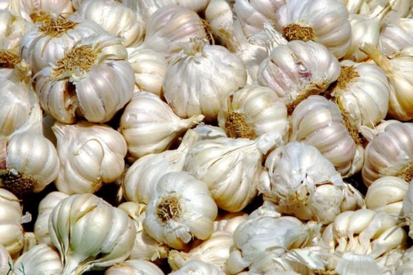 Támogatás a fokhagymatermesztőknek