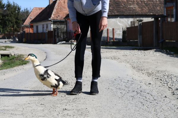 Samu sétált pénteken