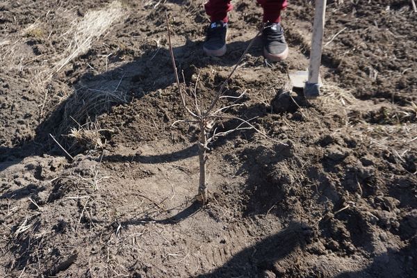 Pénzt kapsz, ha fát ültetsz