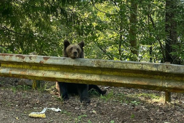 Sokba került a medveetetés egy turistának