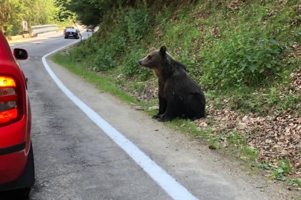 A zetelaki gát kempingjének közeléből kellett elűzni a medvét