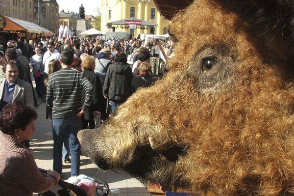 Az ennivaló mangalicának szerveznek fesztivált