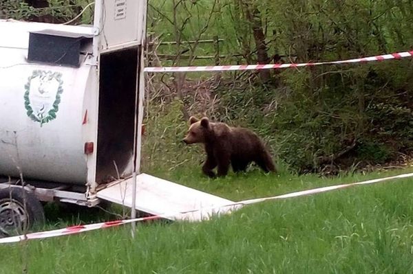 Csábul a medve, de egyelőre kutyát fogott a csapda