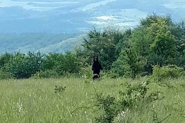 Medvetámadások udvarhelyszéki községekben (videóval)