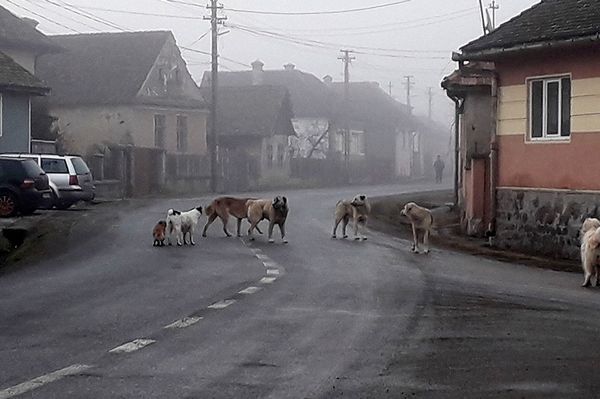 Összegyűjtik a kóbor kutyákat Homoródszentmárton községben