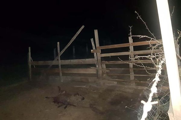 Három medve garázdálkodott Ülkében