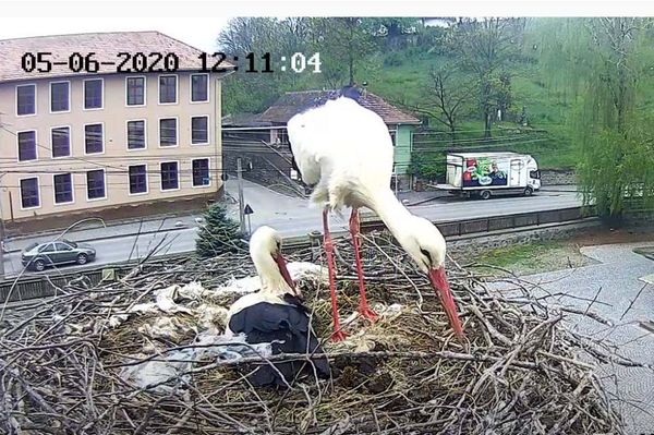 Négy tojáson ül a zetelaki gólya