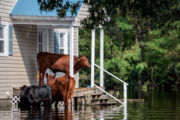 A legfontosabb, ha jön az árvíz: őrizd meg a nyugalmad!