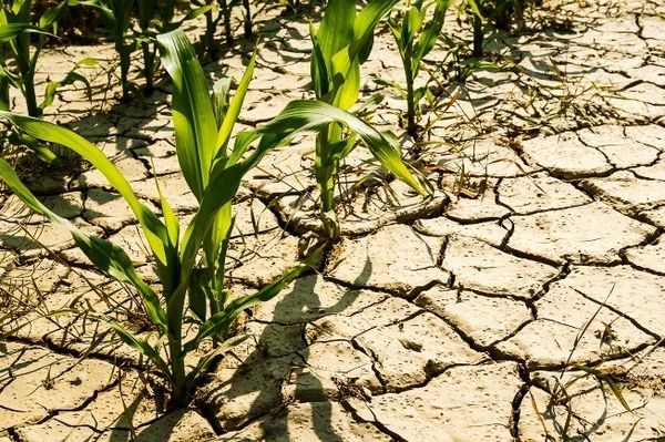 33 megyéből jelentettek aszálykárokat