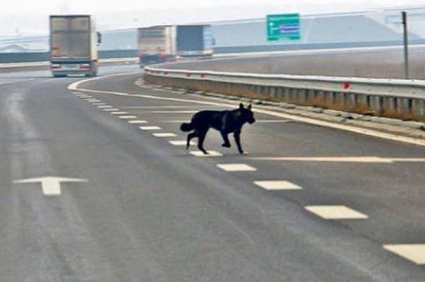 Kutya miatt veszített pert az útügy