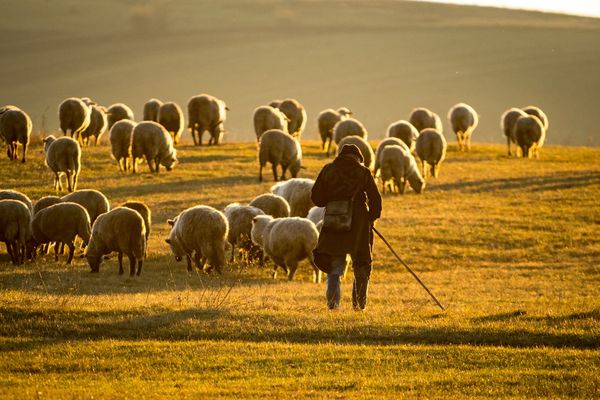 Emberre támadt a medve, mégse tudják azonnal kilőni
